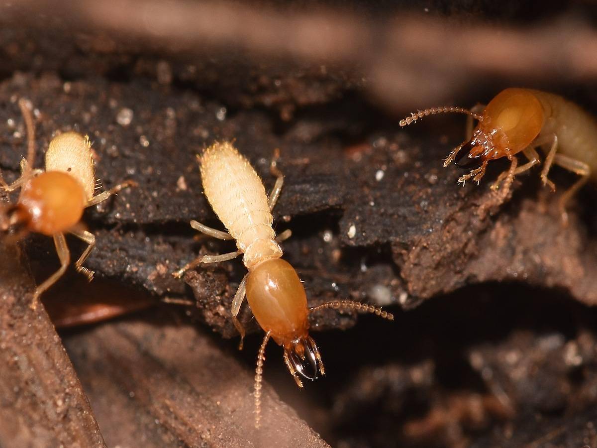 对于土栖白蚁而言,其巢穴能深入地下2~3米,能形成直径1米以上的大型主