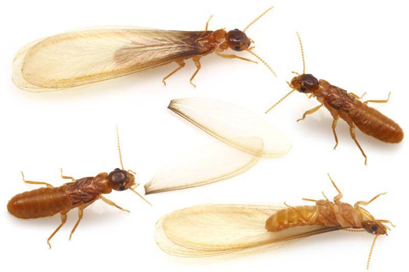 上海白蚁一夜大爆发飞上20多层高楼集体出巢的原因是什么