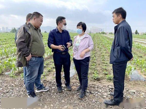 布嘎乡迎水村"苹果园 大豆"粮经协同发展万亩示范园,永丰镇现代苹果