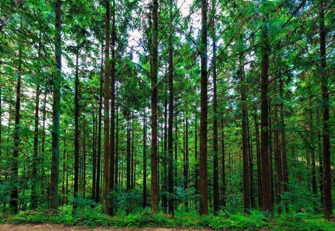 福建林业改革发展20年突出贡献集体 | 福建省上杭白砂国有林场_森林