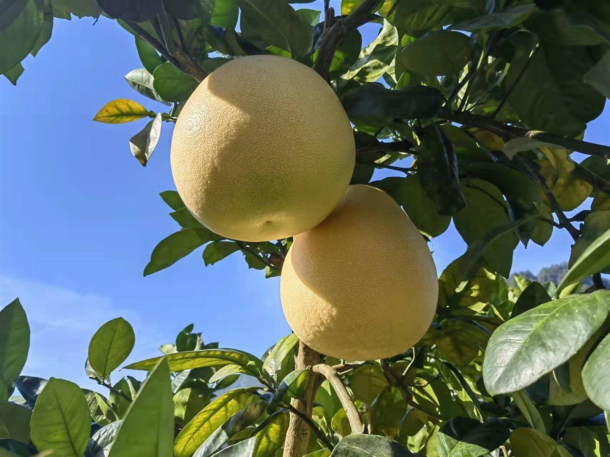 宣恩县高罗镇引资51亿精深加工贡水白柚