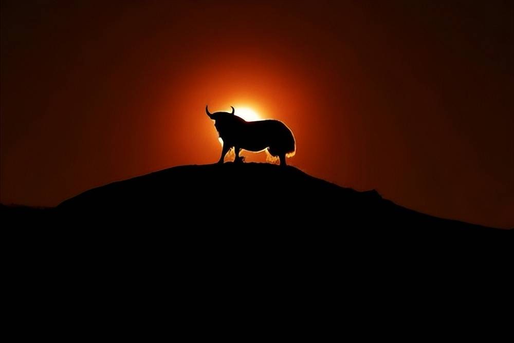 2022年首届“高原之宝”全国牦牛影像作品征集活动
