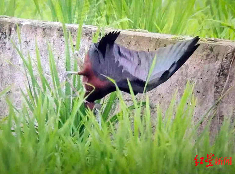 猎杀国家一级保护动物彩鹮 7人被抓获四川泸州警方首次公布案件细节 爱好者 气枪 尸体