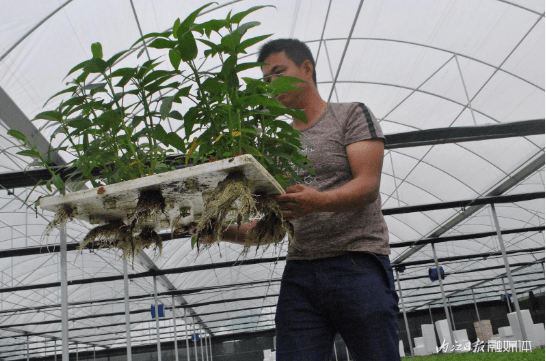 亩收入五万的种植行业图片