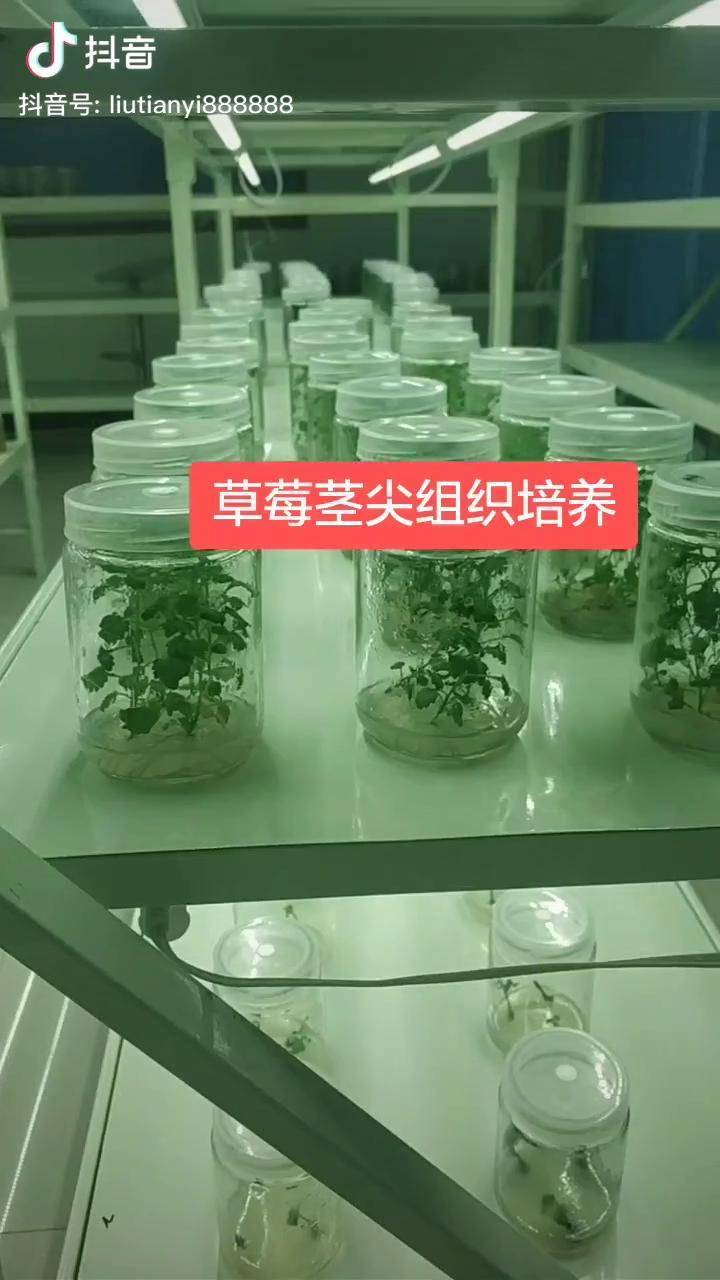 组织培养草莓图片