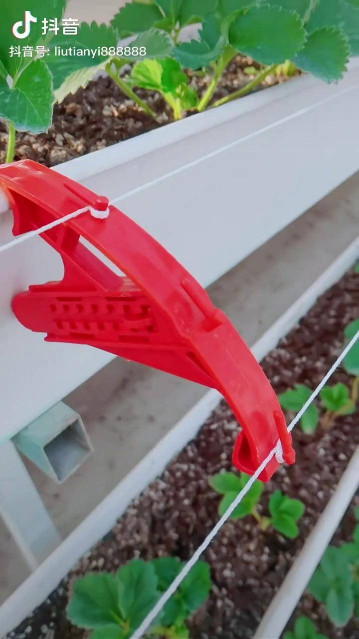 草莓托架立体草莓草莓立体临沂草莓协会秘书长刘天一