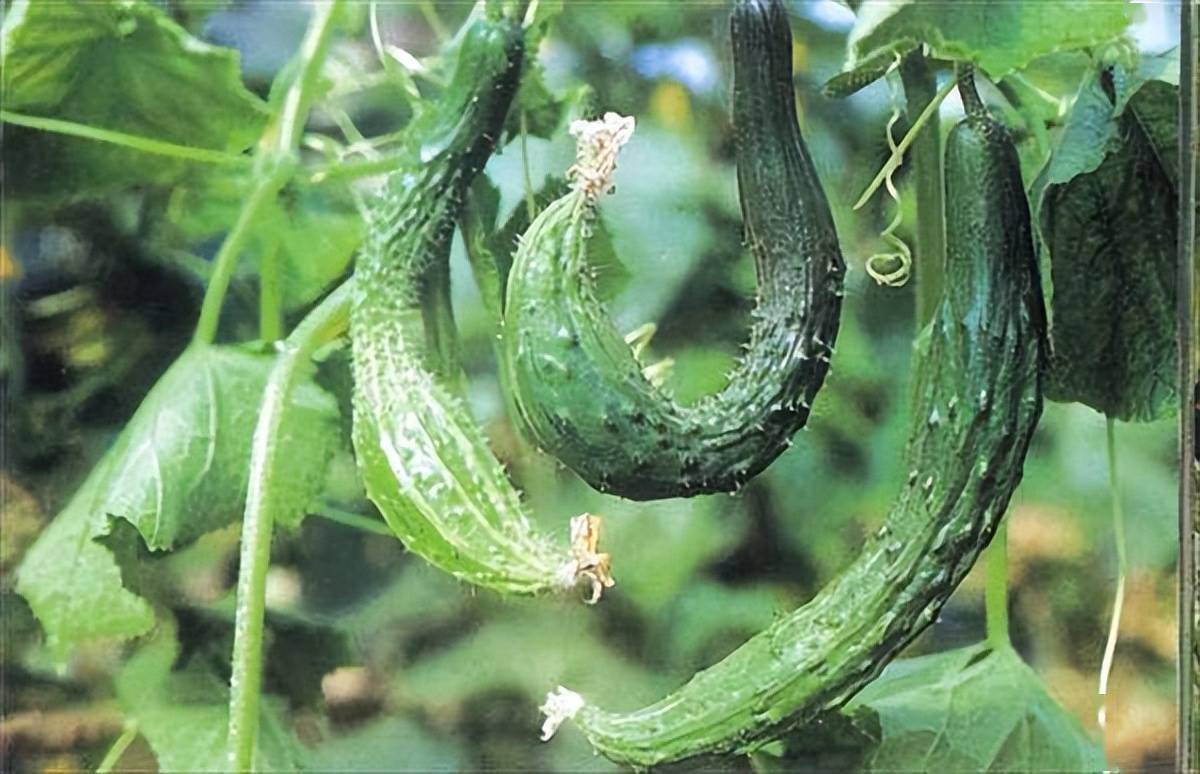 其实这些弯曲的黄瓜和形状粗细均匀的黄瓜大不相同,这些弯曲的黄瓜被