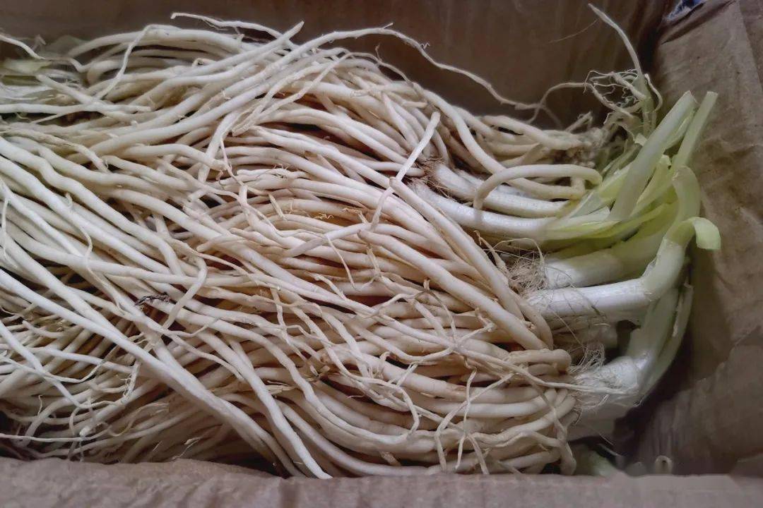 图13.1 "苤菜根"图13.