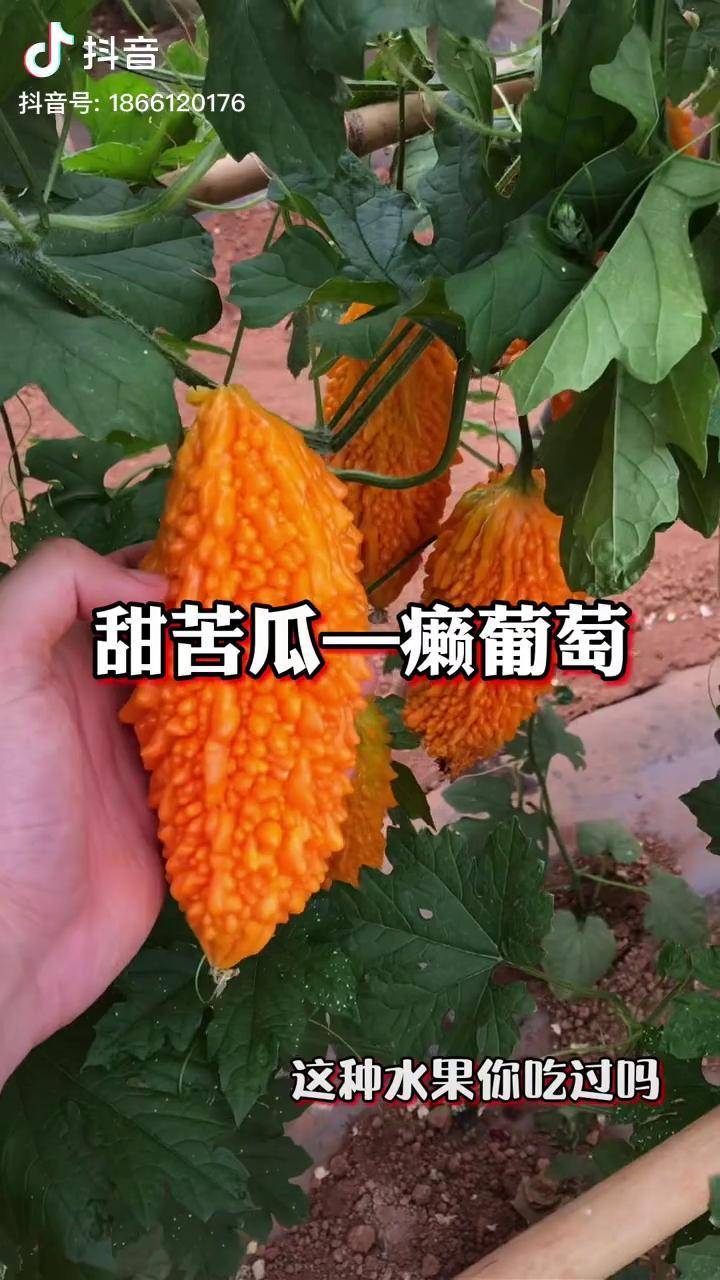 癞葡萄又叫小癞瓜金铃子成熟后可以当水果吃里面的瓤非常甜苦瓜癞葡萄