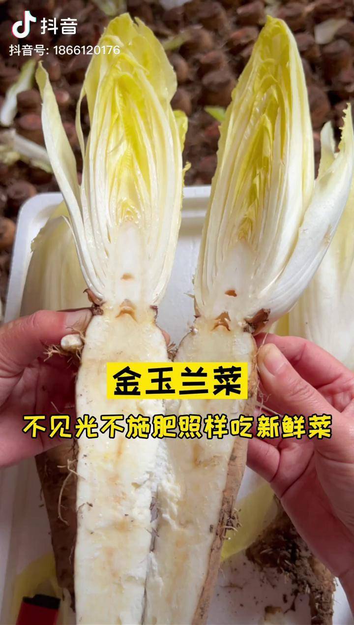 不見陽光不用施肥就能吃到新鮮的玉蘭菜插根就能生長dou小助手菊苣