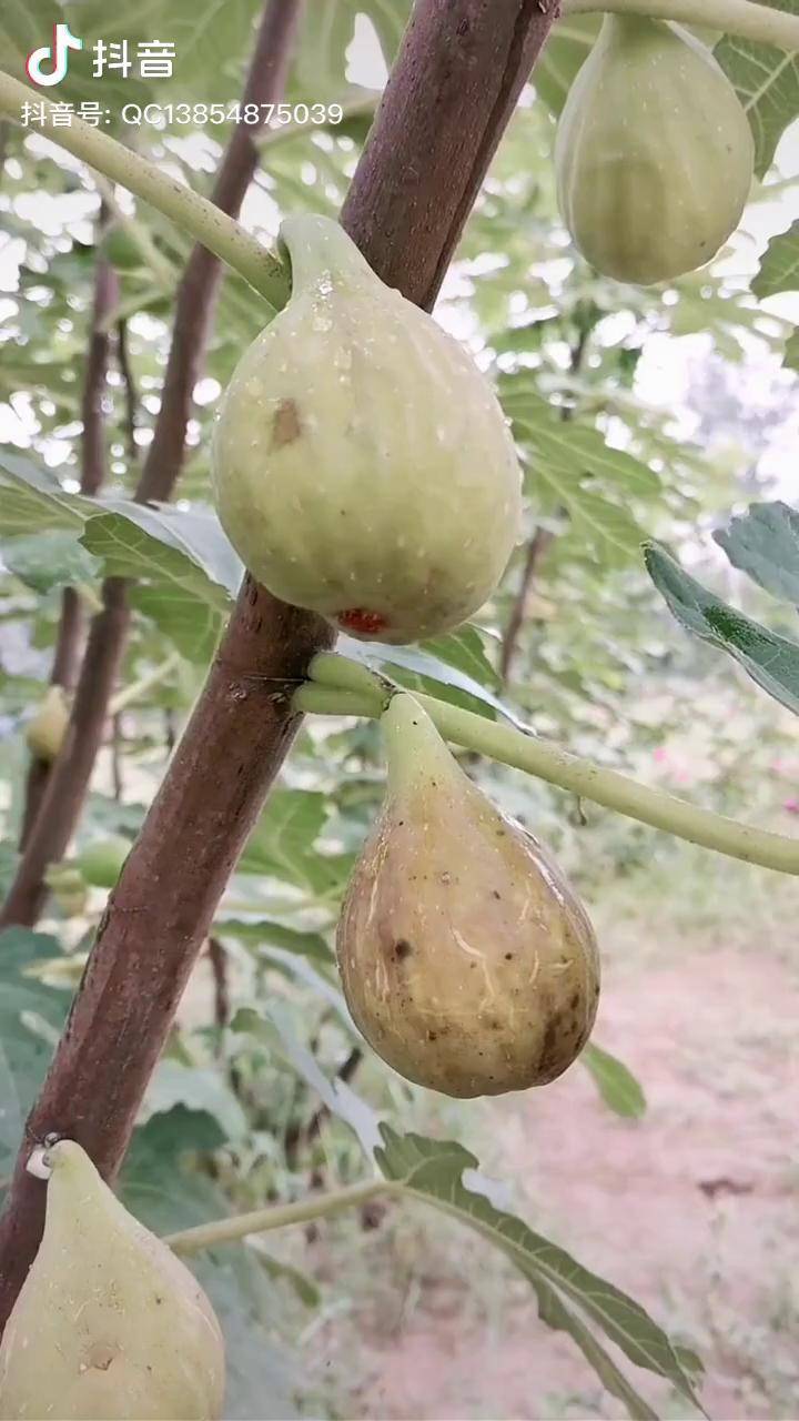 芭劳奈无花果苗当年种植当年结果南北方均可种植无花果苗芭劳奈无花果