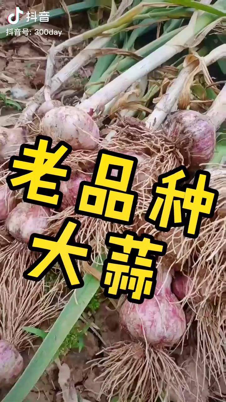紫皮土蒜老品种大蒜味道更辛辣更有大蒜味不用农药化肥有机农法种植90
