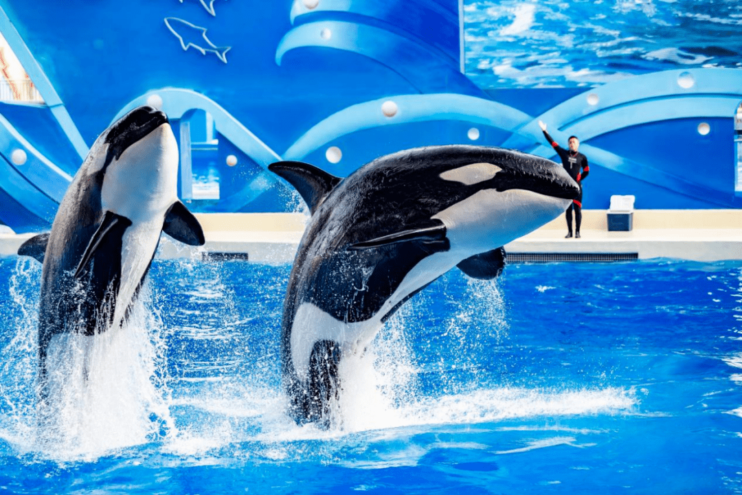 新生美好,侬好小虎鲸!_饼干_小宝宝_团队