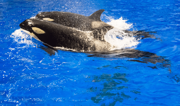 新生美好侬好小虎鲸海昌海洋公园虎鲸宝宝首次曝光