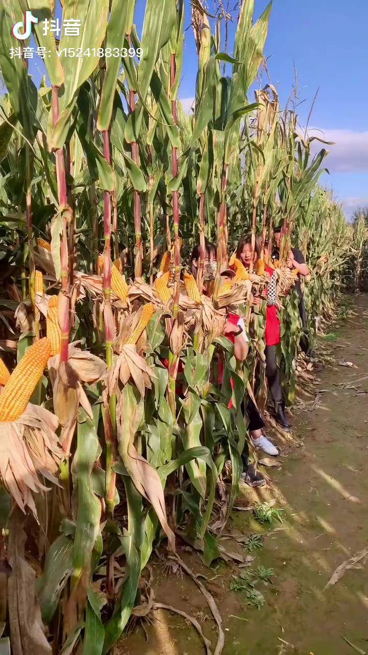 农业种植玉米地大田种植