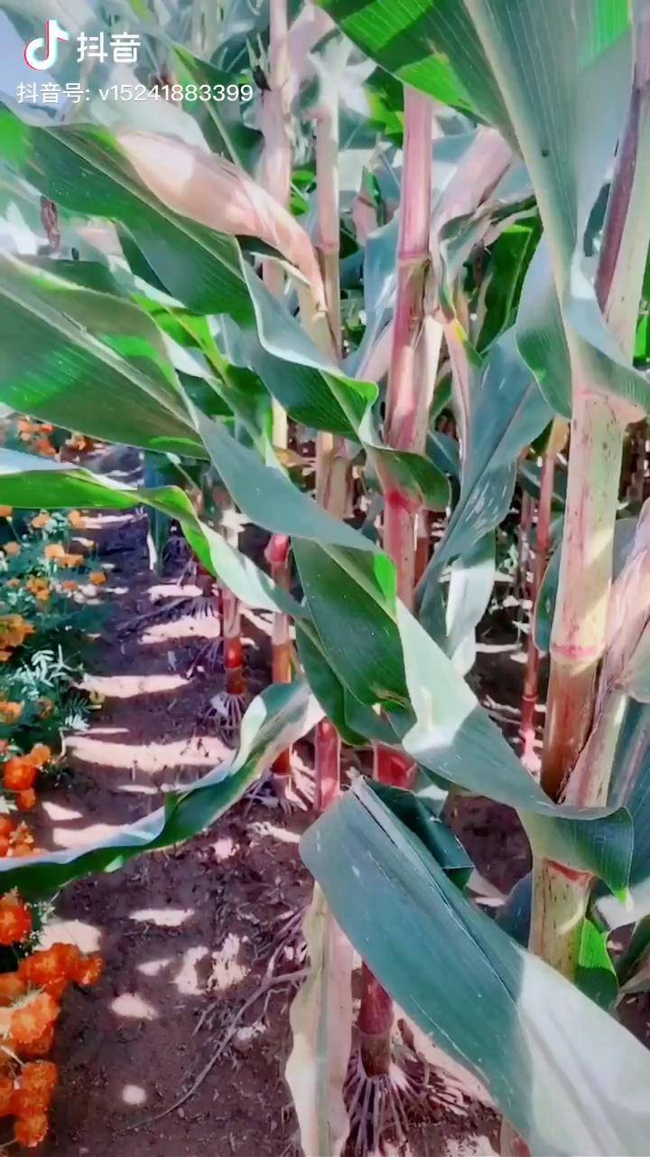 甘蔗上的高产玉米