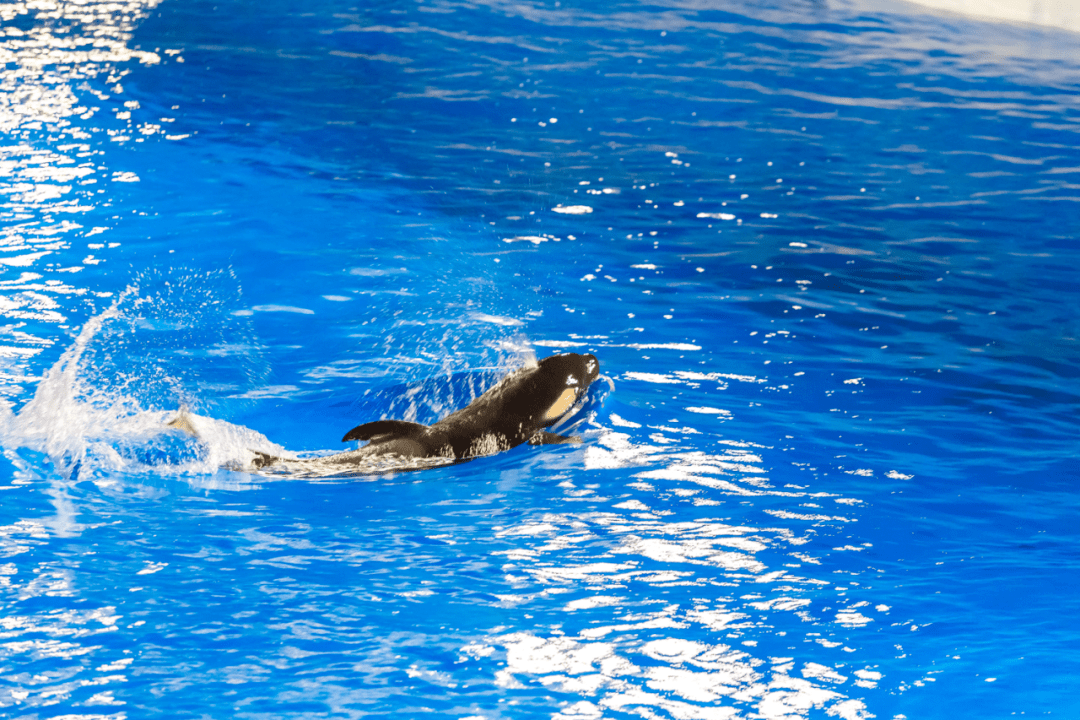 新生美好,侬好小虎鲸!_饼干_小宝宝_团队