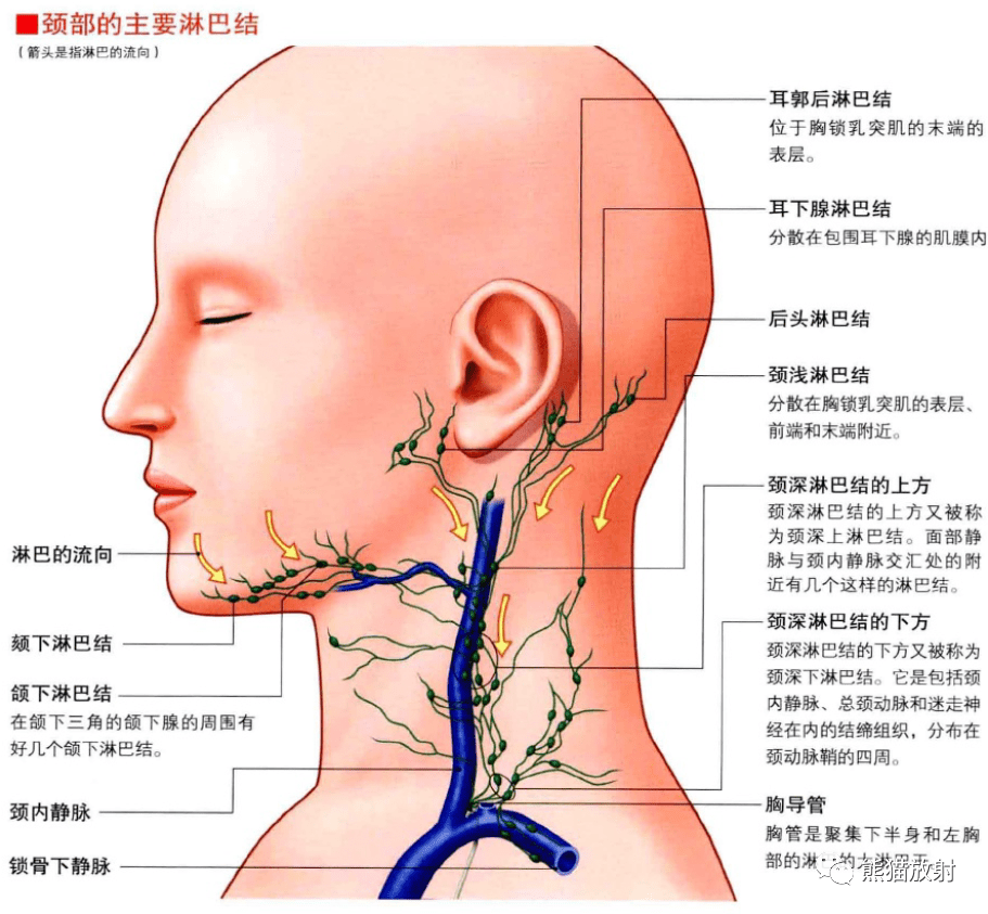 3d解剖丨头颈部,颅脑