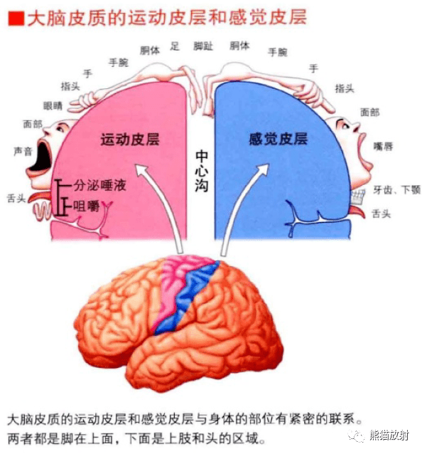 大脑皮质的运动和感觉皮层脑部构造大脑基底核小脑和脑干内容节选自