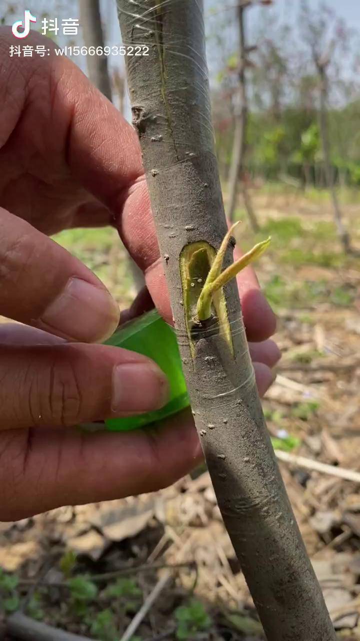 梨树嫁接学习技术