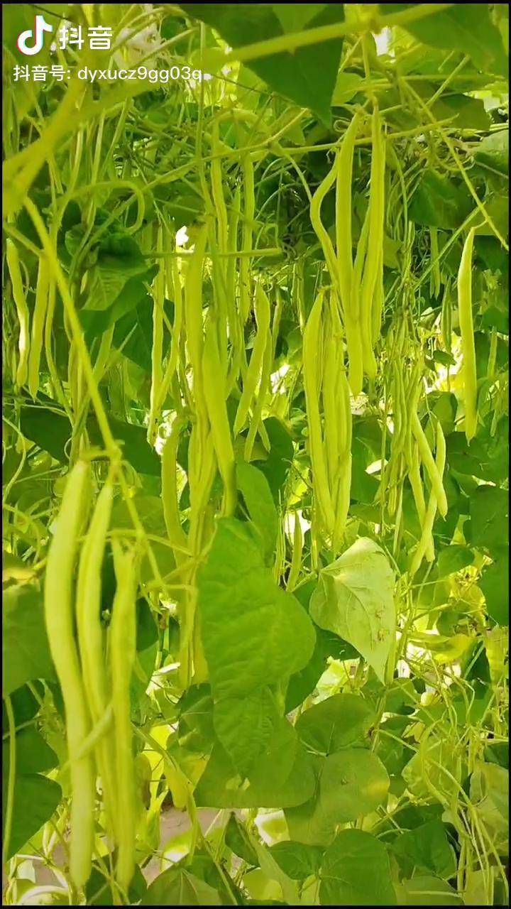 四季豆结果太多口感脆嫩太好吃真是硕果累累呀我想种植的喜悦不过于此