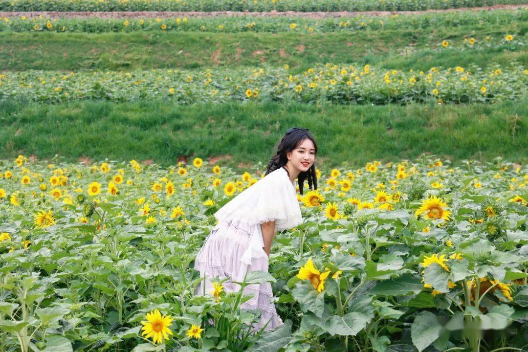 遂宁市最大向日葵花海就在安居这个地方