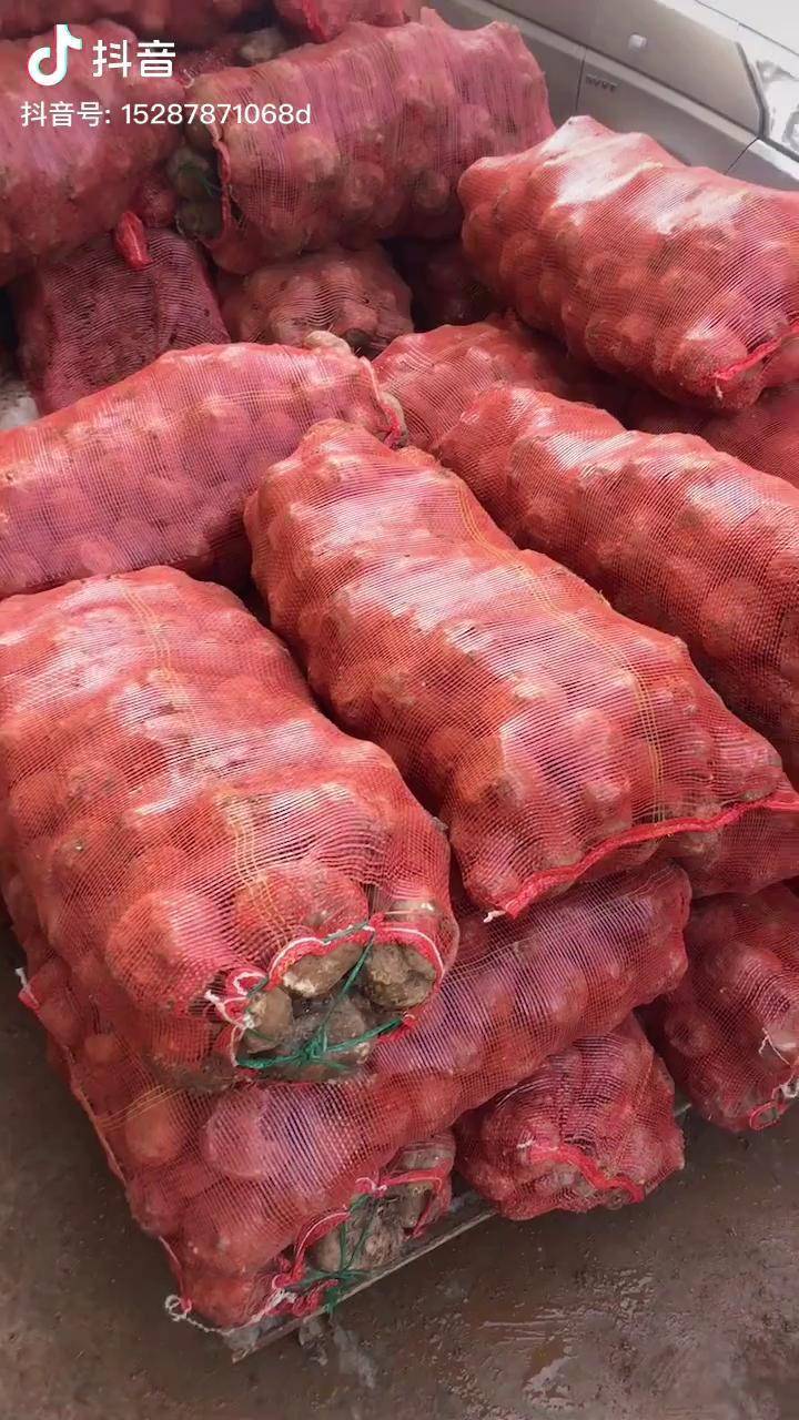 大量收购商品魔芋数量不限有魔芋的可以联系量大从优