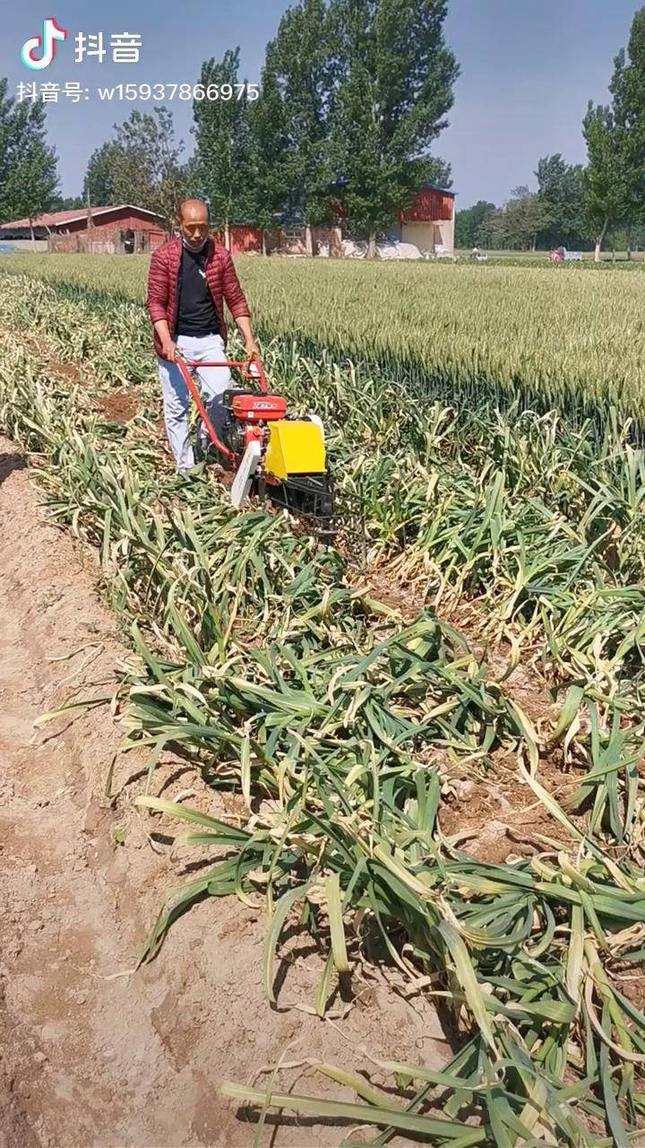 两行出蒜机新型出蒜机大蒜