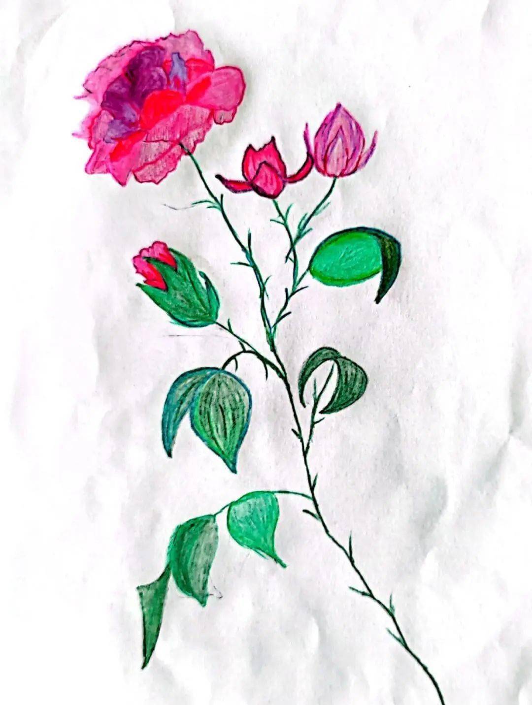 围观致远 | 草木如花,繁花似画——致远初中写生活动