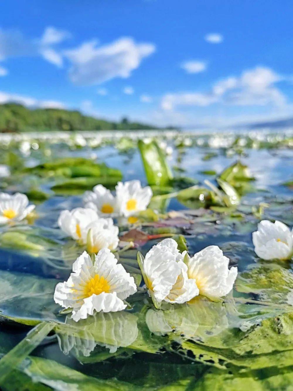 海花是什么植物图片