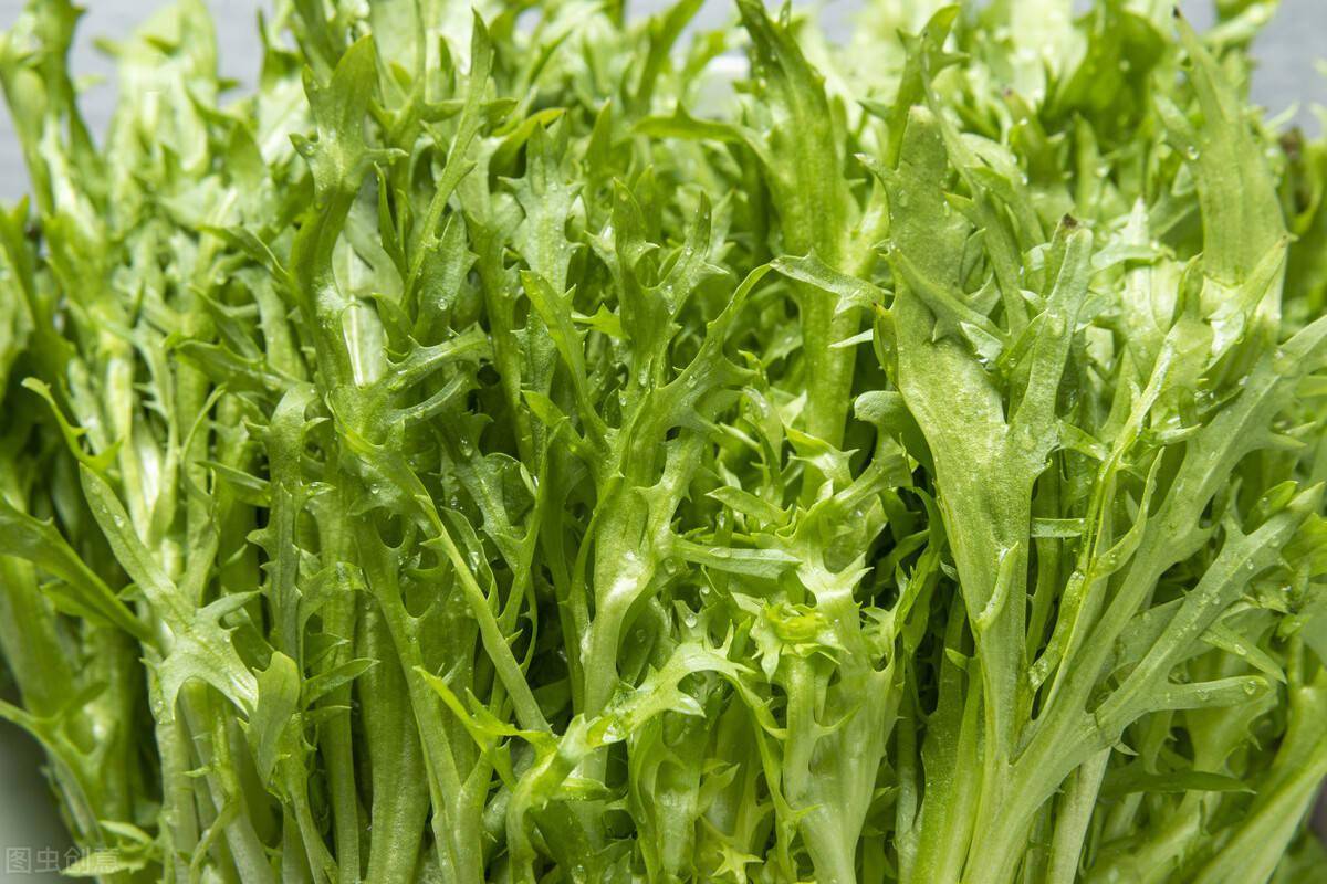 蒸苦菊上锅前多做一步苦菊清香鲜绿软嫩可口不黄不黑