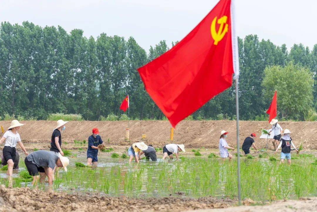 分秧苗,种秧苗下田插秧体验农事02肥东县众兴乡是一方红色热土,在这片