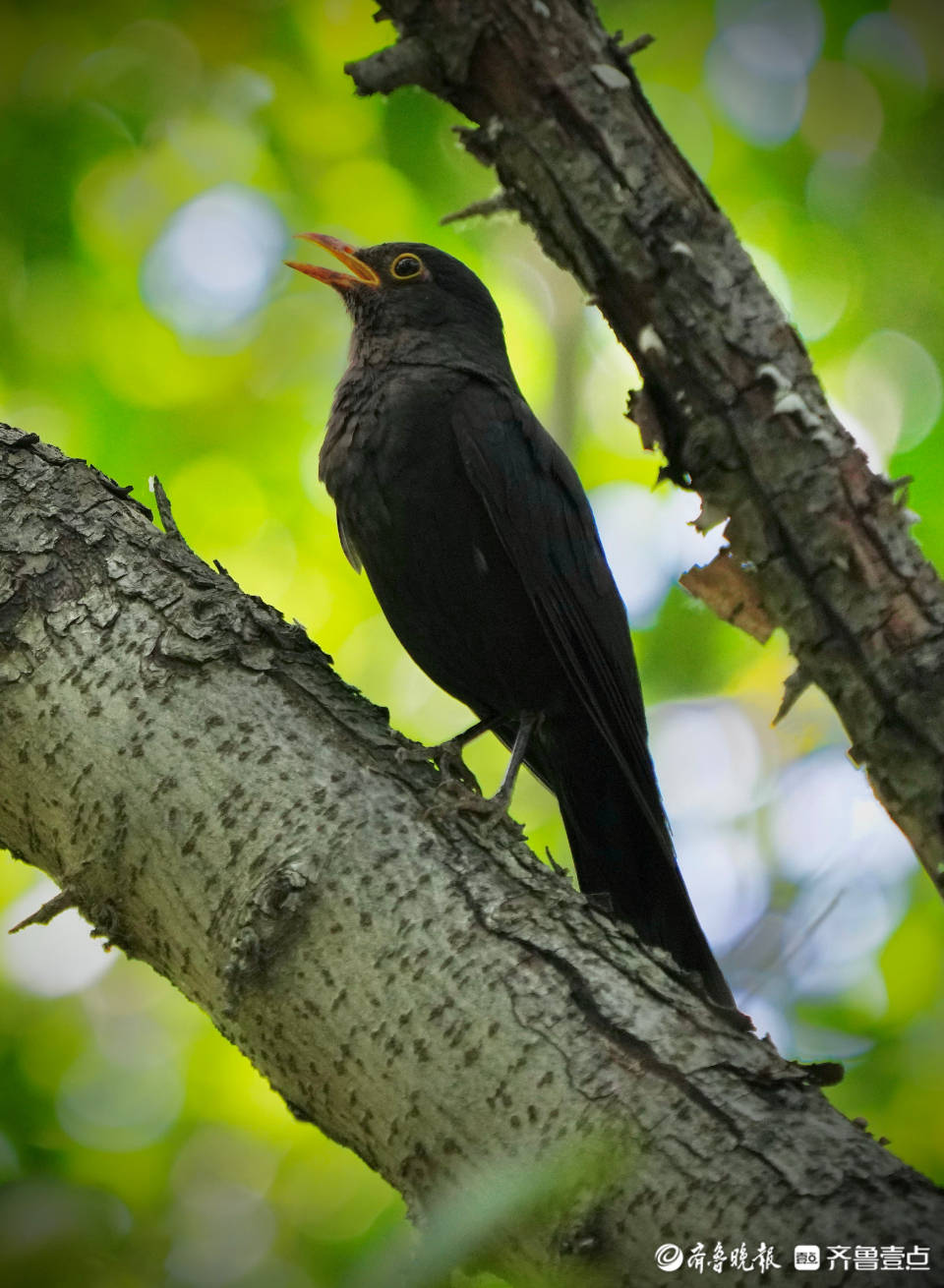 泉城公园的乌鸫在歌唱_平松_乌鸫_泉城