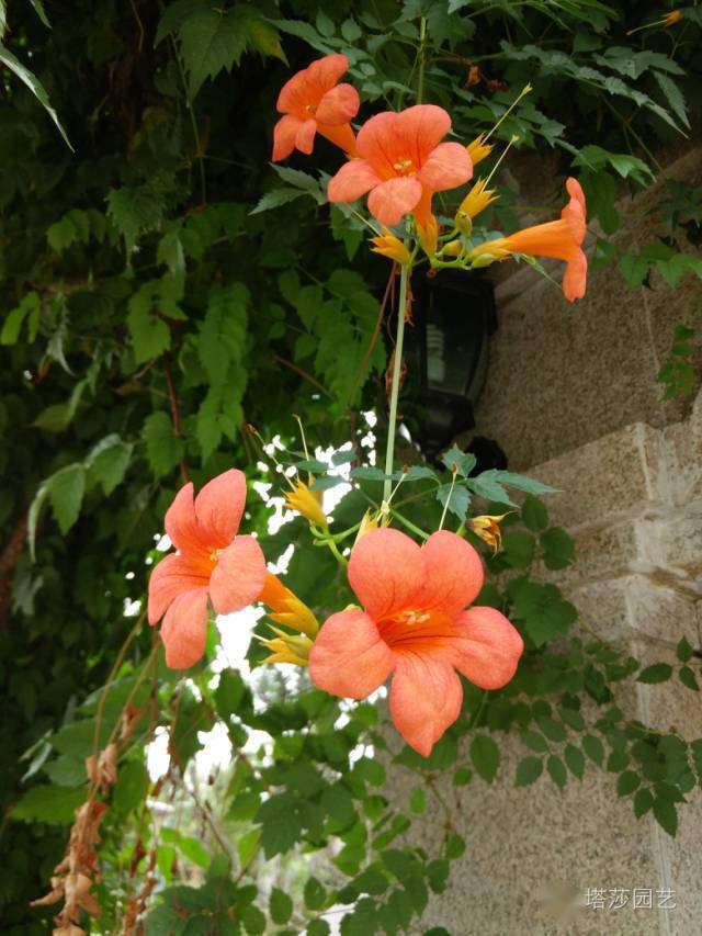 凌霄花儿悠悠开