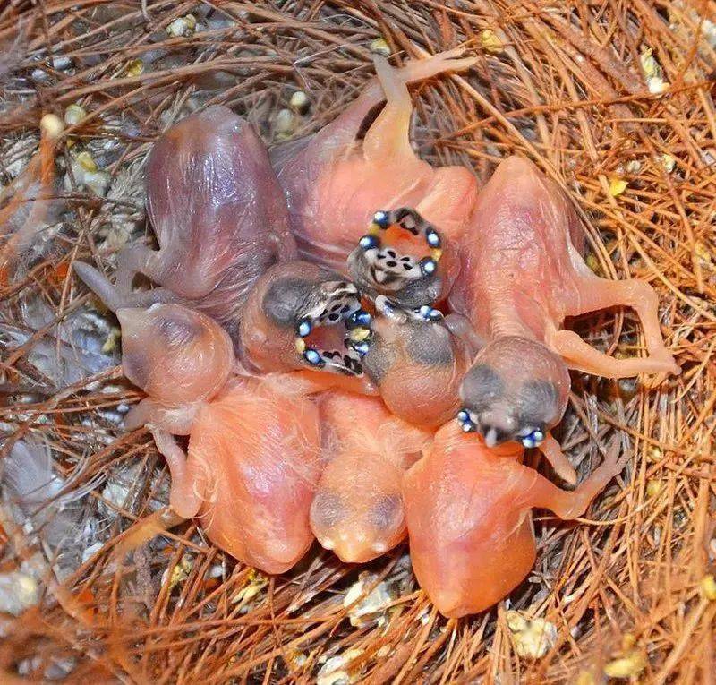 岁月是把杀猪刀仓鸮看了会沉默豪猪看了会流泪