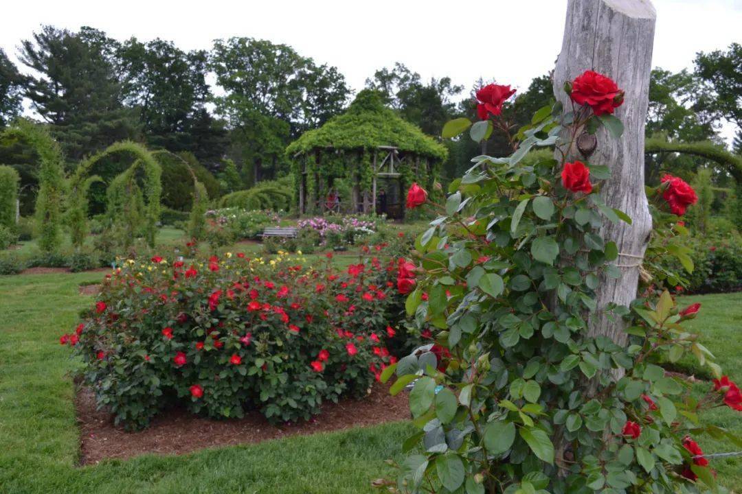 玫瑰季来啦纽约周边8大浪漫玫瑰花园盘点