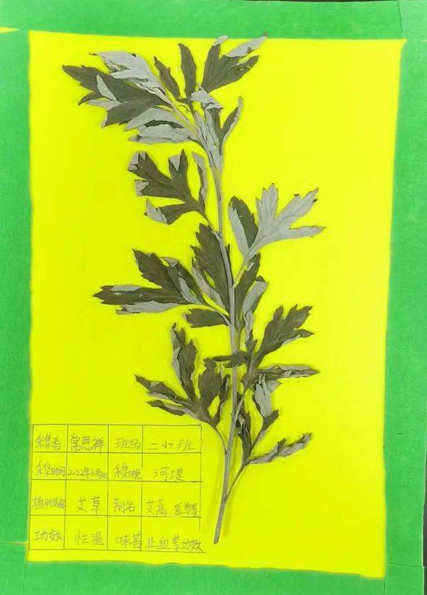 二年级的"小小科学家",用艾草制作标本.