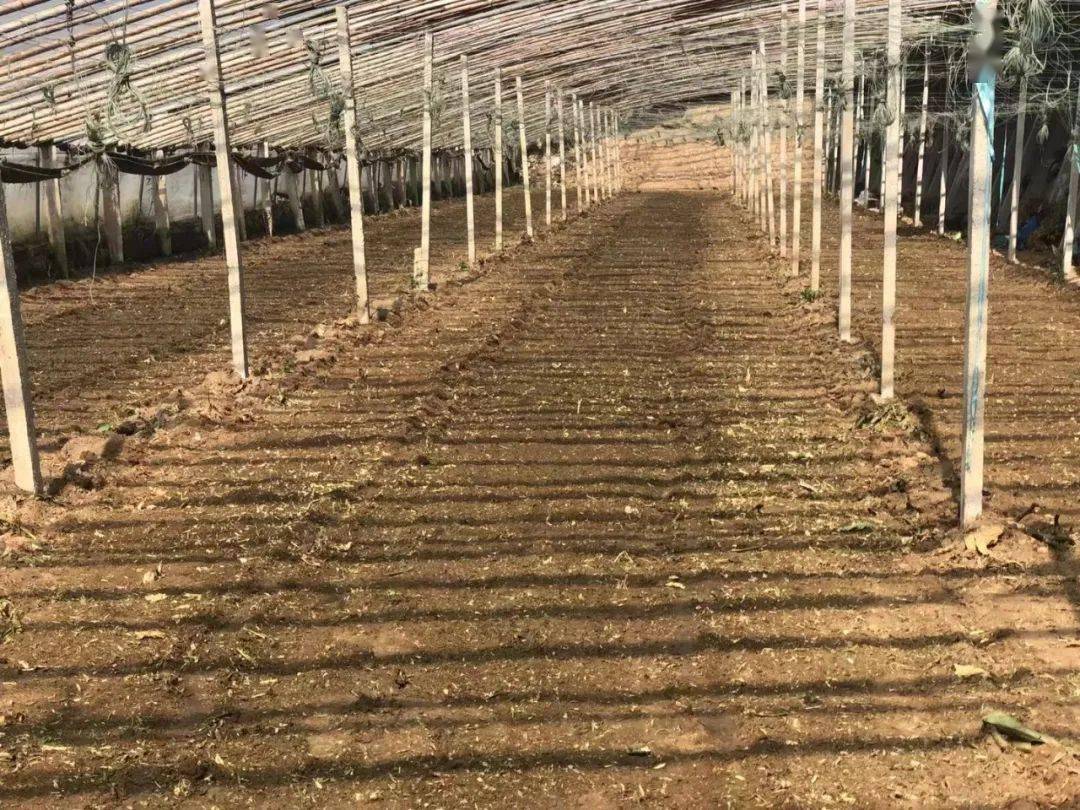 笔记 史上最全的土壤消毒方案 8大要领 用错一年白干 石灰 棚室 高温