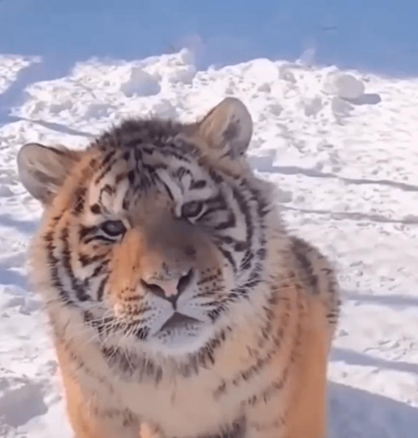 广州剪了齐刘海的tony老狮火爆全网动物园它自己打理的我们不敢剪