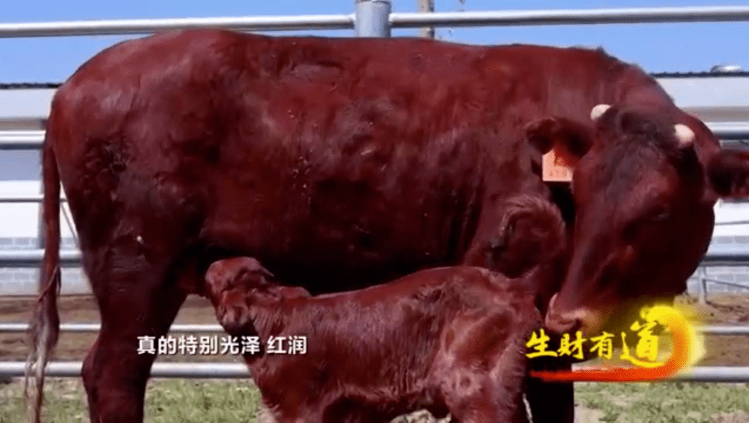 cctv-2生财有道栏目播出崇信红牛专题节目!_崇信县_窑洞_服务