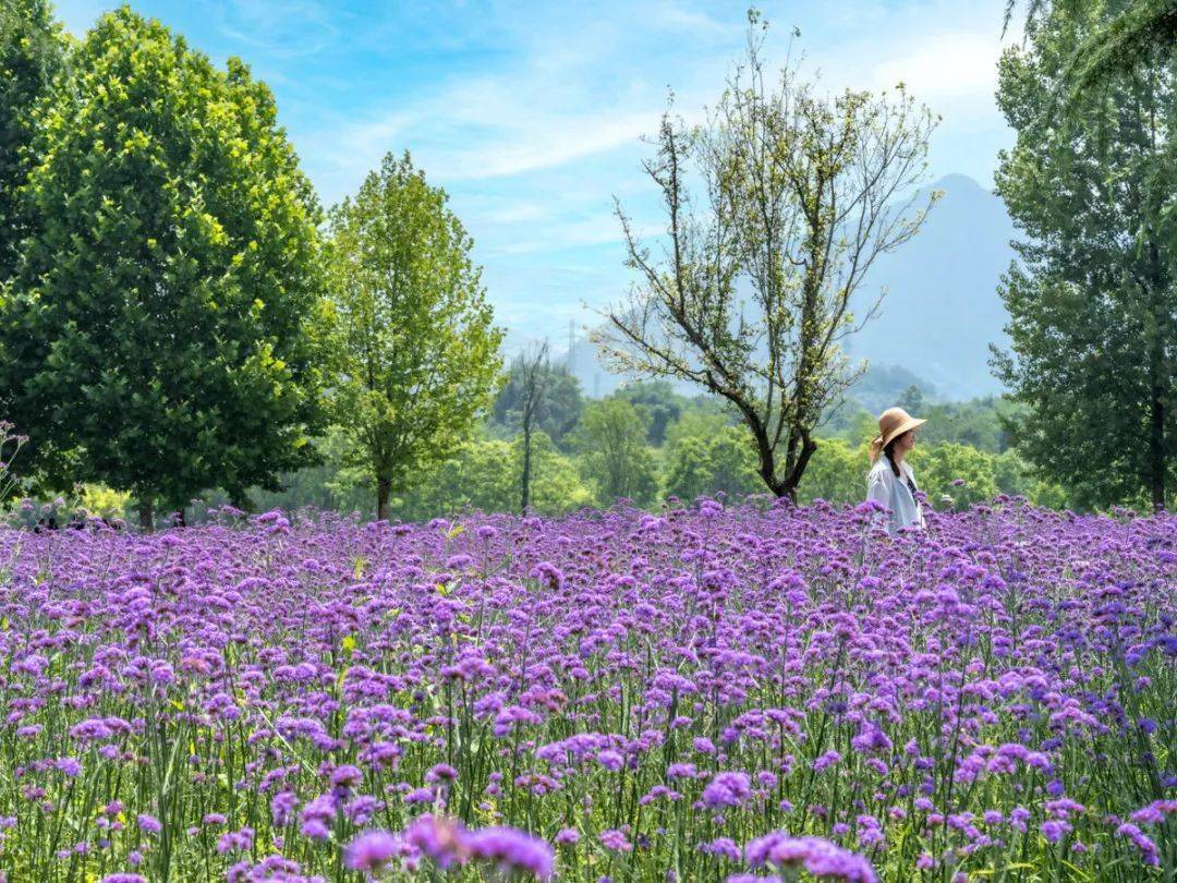 如詩如畫兩江新區魚復新城三板溪公園紫色馬鞭草花海等你來打卡