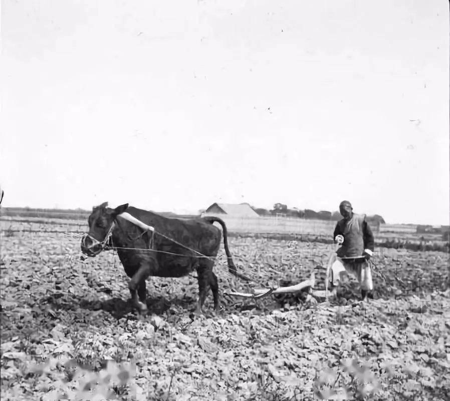 清朝时期百姓牛耕老照片_耕地_农夫_伏羲氏