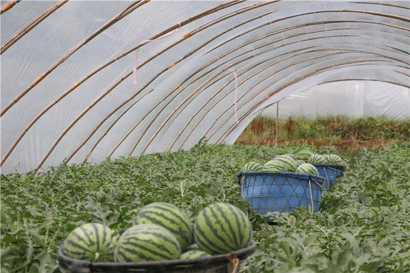 玉屏五里桥的西瓜熟了