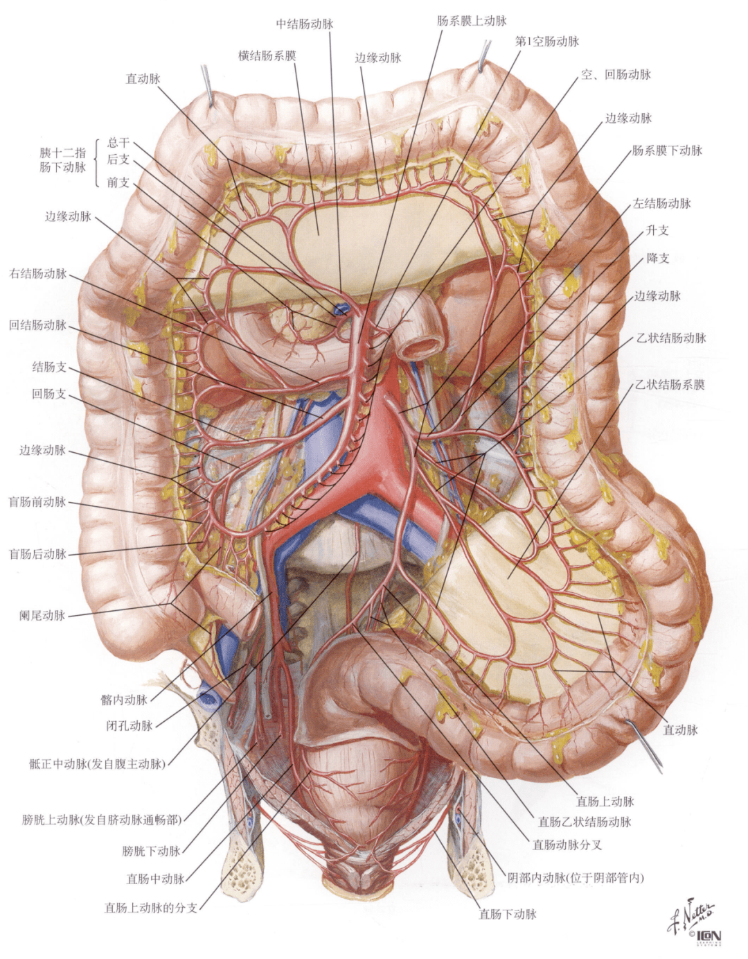 肠系膜上下动脉血管图图片