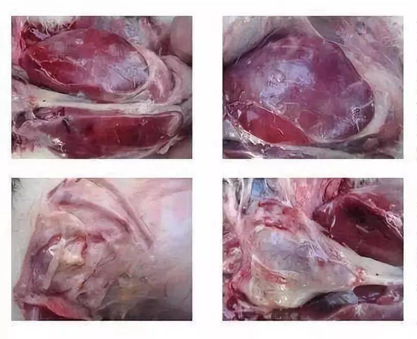 障碍,站立不稳,排白色,绿色稀粪,呼吸急促,气管内有呼噜声基本没有