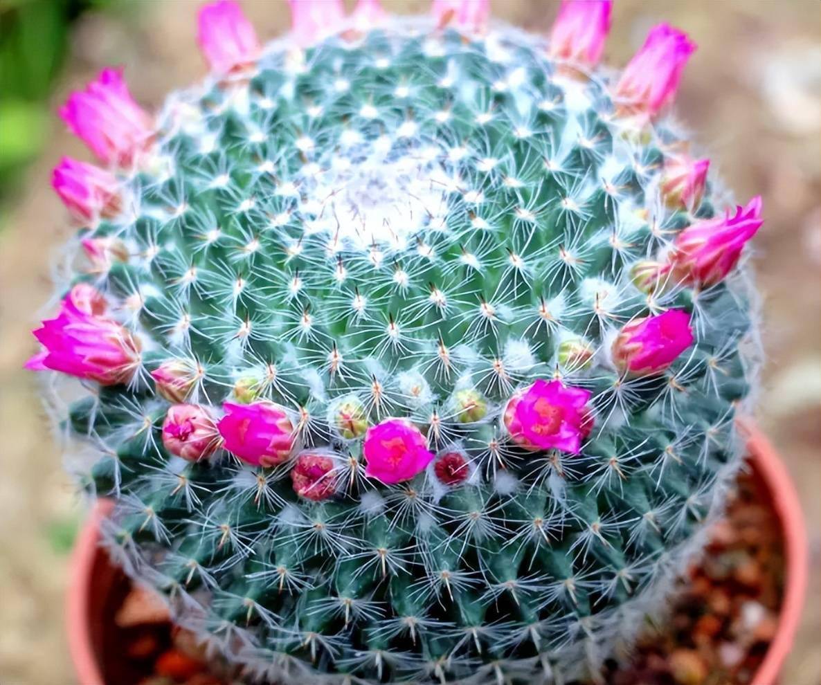 仙人球为啥不开花找对方法一年开五六茬花大色艳开满了