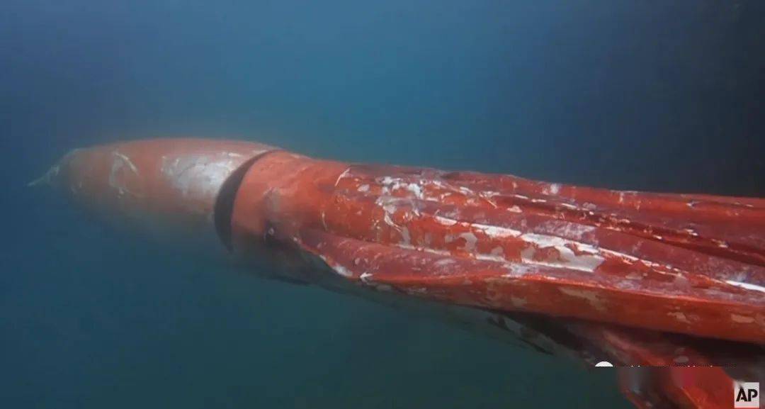 35米超大鱿鱼被冲上海滩吓跑游客深海为什么这么多巨物