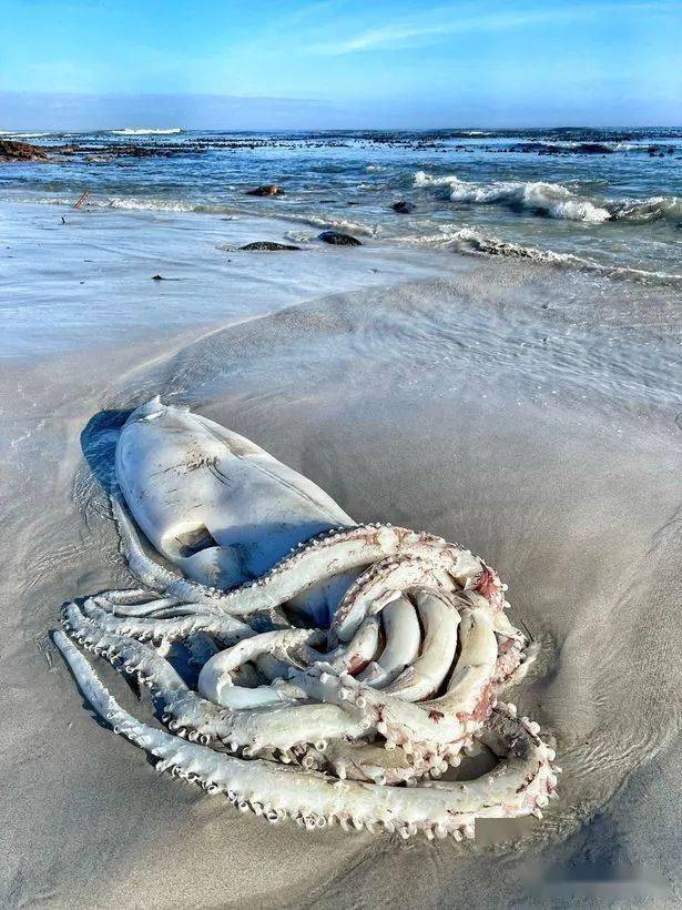 35米超大鱿鱼被冲上海滩吓跑游客深海为什么这么多巨物