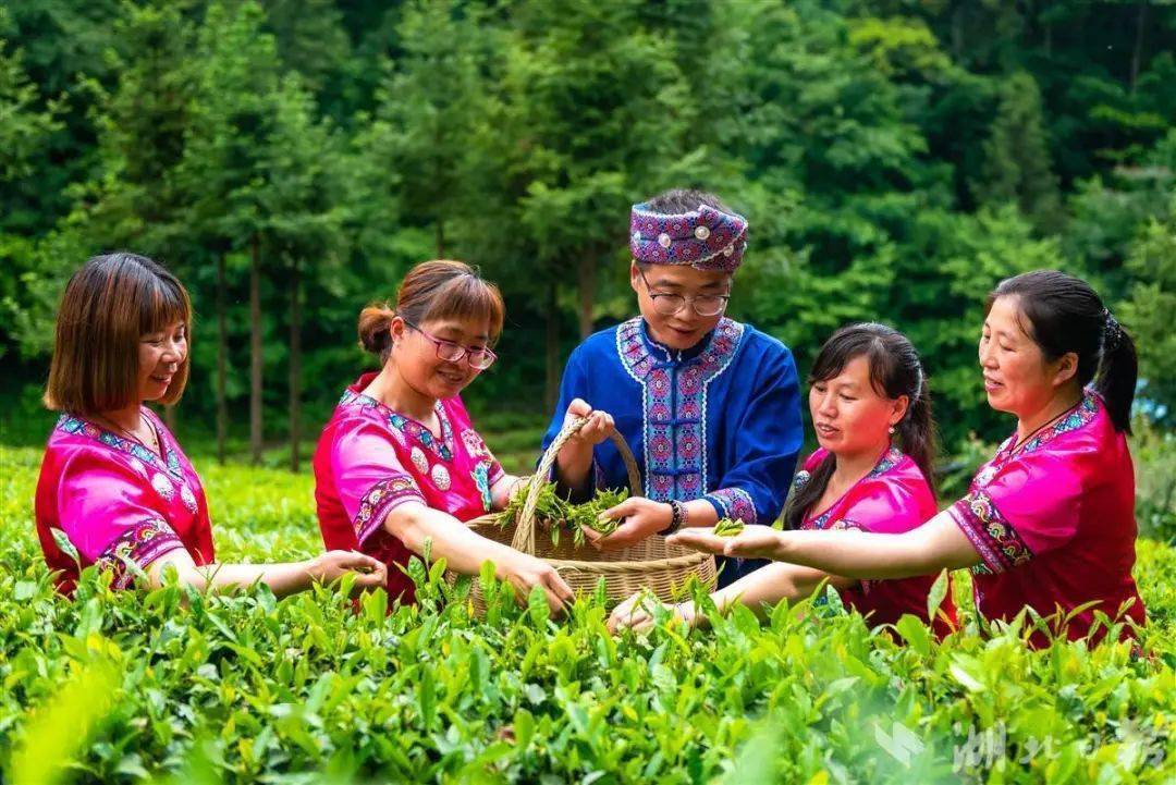 一年,300多名外出务工村民选择返乡——宜昌长阳青岗坪村见闻_茶叶