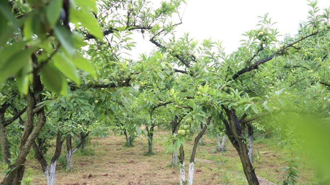 李子林沿着鱼洞街道百胜村道路蜿蜒而上一派丰收景象到处硕果累累百胜